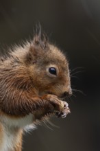 Red squirrel (Sciurus vulgaris) adult animal soaking wet eating a nut in a rain storm, England,