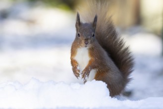 Red squirrel (Sciurus vulgaris) adult animal standing on snow in winter, England, United Kingdom