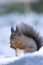 Red squirrel (Sciurus vulgaris) adult animal eating a nut in snow in winter, England, United