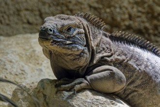 Animal portrait Jamaican iguana (Cyclura collei), reptile, pangolin, captive, occurrence Jamaica