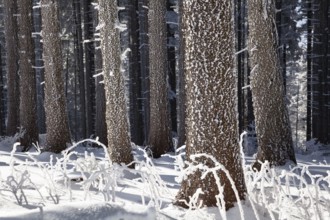 Winter landscape, forest, coniferous forest, Upper Bavaria, Alps, Germany