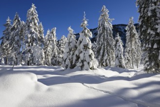 Winter landscape, snow-covered spruce trees (Pica abies), Bavarian Alps, Alpine foothills, Upper