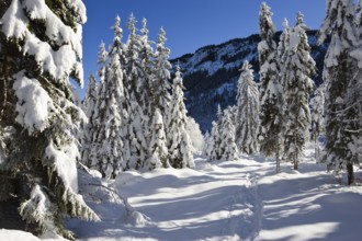 Snow-covered spruce trees (Pica abies), winter landscape in the Bavarian Alps, Upper Bavaria,