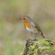 Robin (Erithacus rubecula), on mossy ground in the garden, Wilnsdorf, North Rhine-Westphalia,