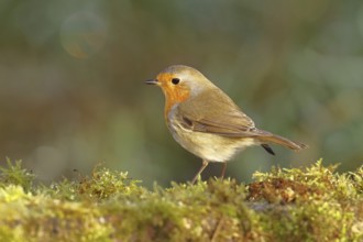 Robin (Erithacus rubecula), in winter on moss on the ground, Wilnsdorf, North Rhine-Westphalia,