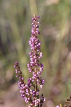 Flowering heather (Calluna vulgaris), heather, Trupacher Heide nature reserve, Siegen, North