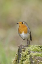 Robin (Erithacus rubecula), on mossy ground in the garden, Wilnsdorf, North Rhine-Westphalia,