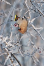 Waxwing (Bobycilla garrulus) eating berries of snowball (Viburnum opulus), hoarfrost, winter,