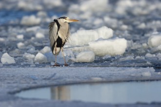 Grey heron (Ardea cinerea), standing on the ice and freezing, winter, Baltic Sea, Usedom,