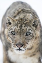 Snow leopard (Panthera uncia), portrait, frontal, zoo, captive