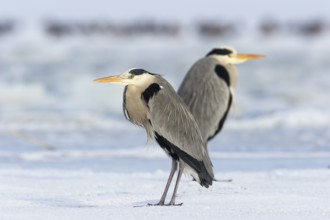 Two grey herons (Ardea cinerea), standing on ice, winter, Baltic Sea, Usedom, Mecklenburg-Western