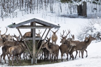 Red deer (Cervus elaphus) at feeding trough, game feeding in winter with snow, Upper Bavaria,