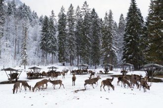 Red deer (Cervus elaphus) feeding on snow in winter, Upper Bavaria, Germany