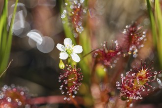 Oblong-leaved sundew (Drosera intermedia), flowers and leaves with adhesive glands, bog, raised