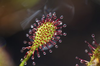 Oblong-leaved sundew (Drosera intermedia), leaves with adhesive glands, bog, raised bog, Upper