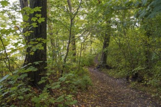 Trail through the beech forest on Nordperd, Hochuferweg, nature reserve, Baltic resort Göhren,