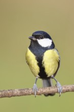 Great tit (Parus major), sitting on a branch, Wilnsdorf, North Rhine-Westphalia, Germany