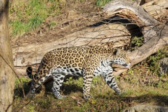 An adult jaguar (Panthera onca) runs across a dry meadow on a sunny day, with rotting tree trunks
