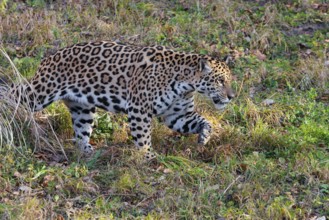 An adult jaguar (Panthera onca) runs across a green meadow on a sunny day. Captive