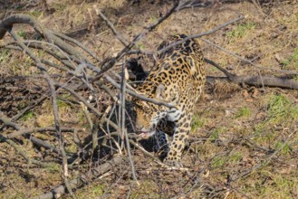 An adult jaguar (Panthera onca) runs across a dry meadow on a sunny day, with rotting trees lying
