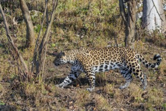 An adult jaguar (Panthera onca) runs across a dry meadow in hilly terrain on a sunny day. Captive