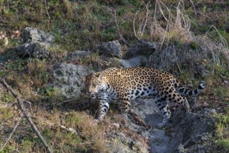 An adult jaguar (Panthera onca) runs across a green meadow in hilly terrain on a sunny day. Captive