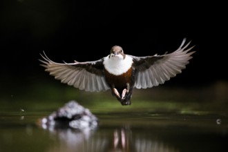 White-throated White-throated Dipper (Cinclus cinclus) in the air over water with prey in its beak,