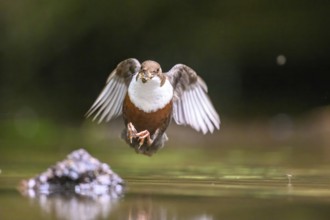 Flying dipper (Cinclus cinclus) over water with prey in its beak, Osnabrücker Land, Lower Saxony,
