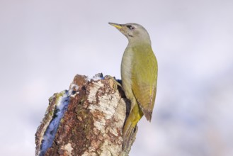 Grey-headed woodpecker (Picus canus), or lesser spotted woodpecker, female on a birch tree,
