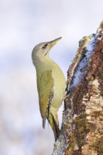 Grey-headed woodpecker (Picus canus), or lesser spotted woodpecker, female on a birch tree,