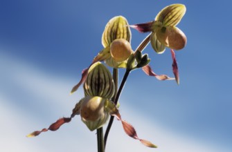 Frauenschuh orchid, Paphiopedilum philippinense, flower, three orchid flowers in yellow and brown