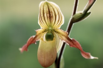 Lady's slipper orchid, Paphiopedilum philippinense, flower, detailed close-up of a single orchid