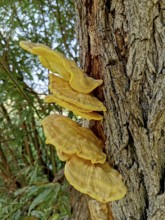 Sulphur porling, Laetiporus sulphureus, type of mushroom from the family of stalk porling