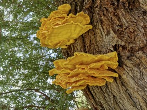 Sulphur porling, Laetiporus sulphureus, type of mushroom from the family of stalk porling