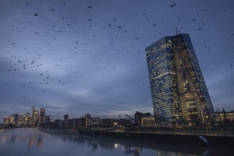 A flock of birds flies in the evening from the European Central Bank (ECB) towards the Frankfurt
