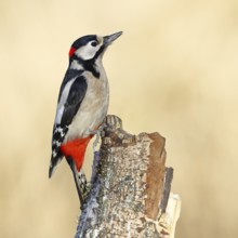 Great spotted woodpecker (Dendrocopus major), male, foraging on dead wood of a common birch (Betula