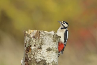 Great spotted woodpecker (Dendrocopus major), female, foraging on the trunk of a common birch
