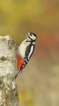 Great spotted woodpecker (Dendrocopus major), female, foraging on the trunk of a common birch