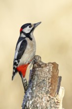 Great spotted woodpecker (Dendrocopus major), male, foraging on dead wood of a common birch (Betula