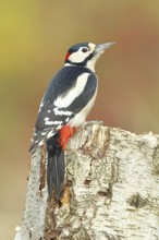 Great spotted woodpecker (Dendrocopus major), male, foraging on the trunk of a common birch (Betula