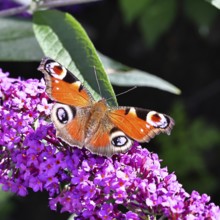 Peacock butterfly (Inachis io) sucking nectar on butterfly bush (Buddleja davidii), in a natural