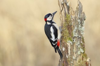 Great spotted woodpecker (Dendrocopos major), male, foraging on a tree stump overgrown with moss