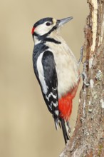 Great spotted woodpecker (Dendrocopos major), male, foraging on a rotten tree trunk in the forest,