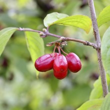 Cornelian cherry (Cornus mas), branch with fruit, Wilnsdorf, North Rhine-Westphalia, Germany