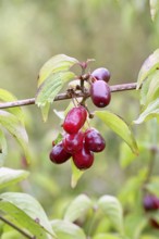 Cornelian cherry (Cornus mas), branch with fruit, Wilnsdorf, North Rhine-Westphalia, Germany