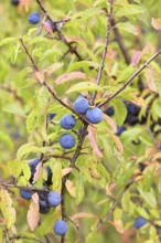 Blackthorn (Prunus spinosa), branch with ripe fruit, autumn, Wilnsdorf, North Rhine-Westphalia,