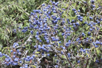 Blackthorn (Prunus spinosa), shrub with ripe fruit, autumn, Wilnsdorf, North Rhine-Westphalia,