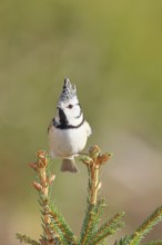 Crested Tit (Lophophanes scalloped ribbonfish), sitting on the top of a young spruce, European