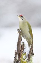 Grey-headed woodpecker (Picus canus), male sitting on a dead wood covered with moss and lichen in