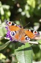 Peacock butterfly (Inachis io) sucking nectar on butterfly bush (Buddleja davidii), in a natural